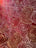 Soliel rouge